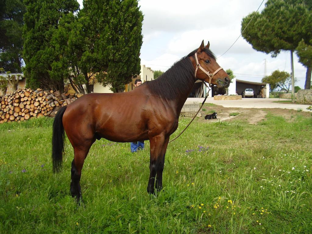 Agriturismo Cuile De Molino Porto Torres Luaran gambar