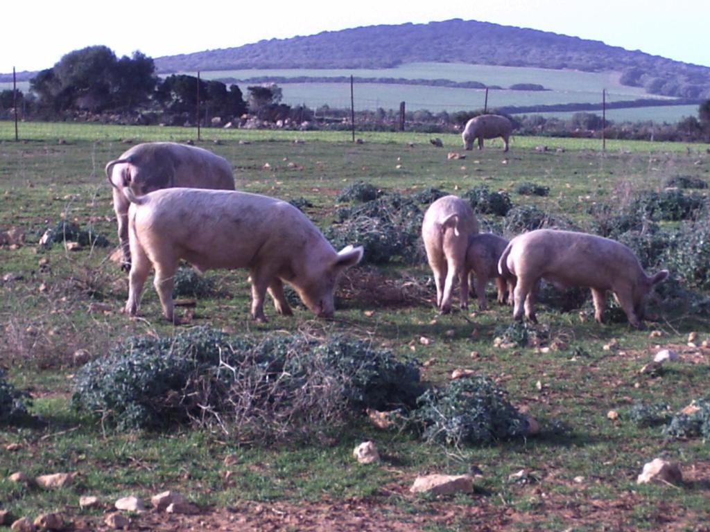 Agriturismo Cuile De Molino Porto Torres Luaran gambar