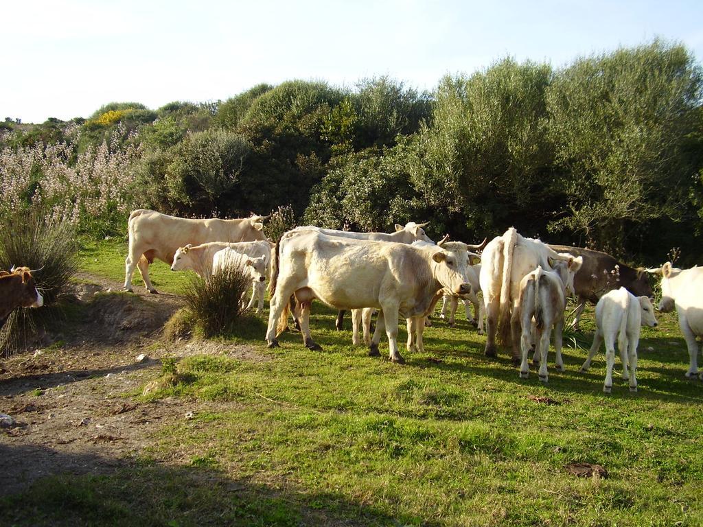 Agriturismo Cuile De Molino Porto Torres Luaran gambar